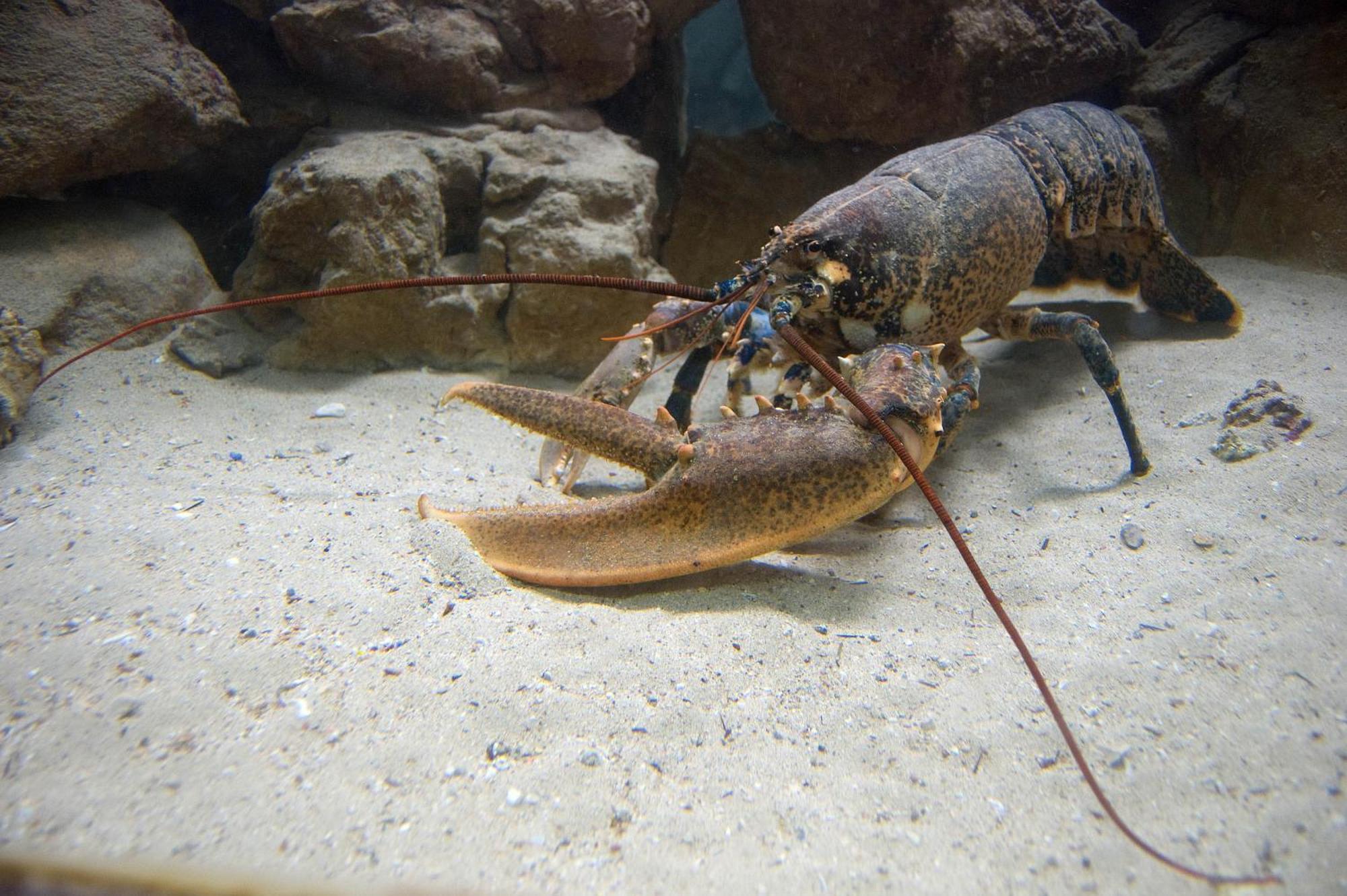 Palombaro